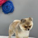 수원-0591 이미지