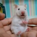 이* Daum카페