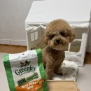 티니홈 | 그리니즈티니 강아지 덴탈껌 급여후기 고구마 맛이라 기호성도 최강