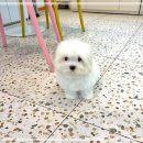 그루밍125 | 감일꼬숑분양 퍼피에몽에서