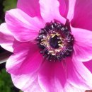 자연-꽃 이미지