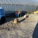 봄이네 농장 | 포항 딸기체험 봄이네농장 다녀온후기