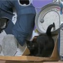 가구사냥 | 가성비 폭발! 다이소 고양이 용품 추천 리얼 후기