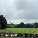 마노아 | 제주 동쪽 구좌 브런치카페 맛집 추천 ㅣ 마노아 내돈내산 후기 ㅣ 제주 당근밭 당근주스