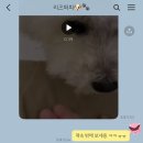 리즈애견미용 이미지