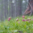 털복주머니란 이미지