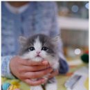 강남 고양이 분양 캣프렌즈 이미지