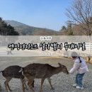 부대목장 | 켄싱턴리조트 설악밸리 부대시설 사슴목장 이용 후기