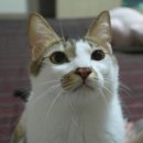 그루밍 시옷 이미지