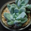 미야꼬 이미지