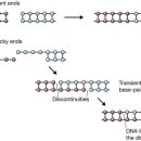 DNA