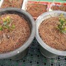 스위트초이스 이미지