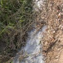 기세곡천 이미지