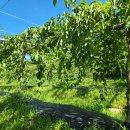 종대농장 이미지