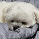 폴인독 이미지