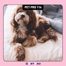 펫-114