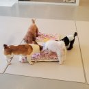 하이멍멍 이미지