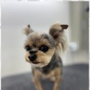 루원시티독 이미지