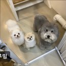 두루밍 | (수원, 강아지, 고양이, 애견미용, 추천!) 두루밍 수원 두루밍, 맞춤 케어가 인기