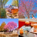 읍내6구 | 전남 여행 가볼만한곳 순천 광양 구례 3월 매화 여행코스 2박3일