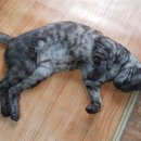 실버캐슬 캐터리 이미지