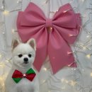 쑝이네 애견샵 이미지