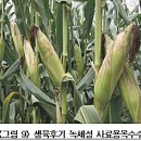 중부농산 | 논 이용 담금먹이용(사일리지용) 옥수수 재배기술