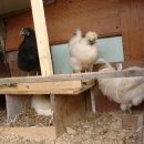 아리랑농장 이미지