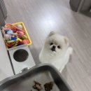 24시무인애견용품;펫간식샵아무도없개광주