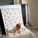 하나펫살롱 이미지