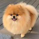 포메라니안 모색 역변 체구 분양가 후기