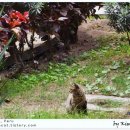 안녕,고양이 이미지