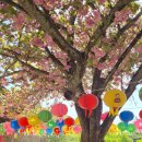 450 | 순천 선암사 겹벚꽃 실시간 주차장 전남 가볼만한곳(26.4.25)
