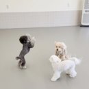 개라데이션 이미지