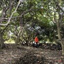 서천 마량리 동백나무 숲 이미지