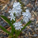 줄무늬 해총(Striped Squill) 이미지