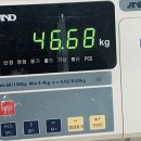 해아림스토어 | 유지어터 비법 (172cm 45kg) 티백 정보