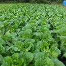 보리수농장 이미지