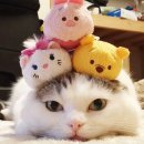 착한 고양이 이미지