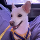 댕댕이냥 이미지