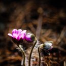 행복한 광교산 노루귀와 불행한 수리산 야생화 이미지