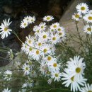 장미꽃길 2 이미지