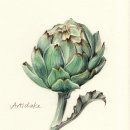 보테니컬 일러스트 이미지