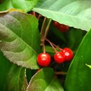 고경초등학교 이미지