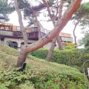 솔푸른향기애견 이미지