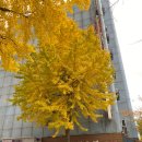 (주)함경도찹쌀순대 | [서울] 직장인 줄 서는 순대맛집 가락시장 함경도 찹쌀순대 솔직후기