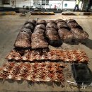 동해-단속-21 이미지