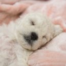 윤스강아지 이미지