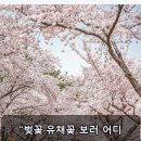 경북문화관광공사 | "벚꽃·유채꽃 보러 어디 가지?"… 경북문화관광공사, '봄맞이 경북 3월 꽃 명소 3선' 선정
