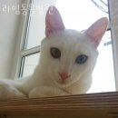 서울동물심장병원 이미지